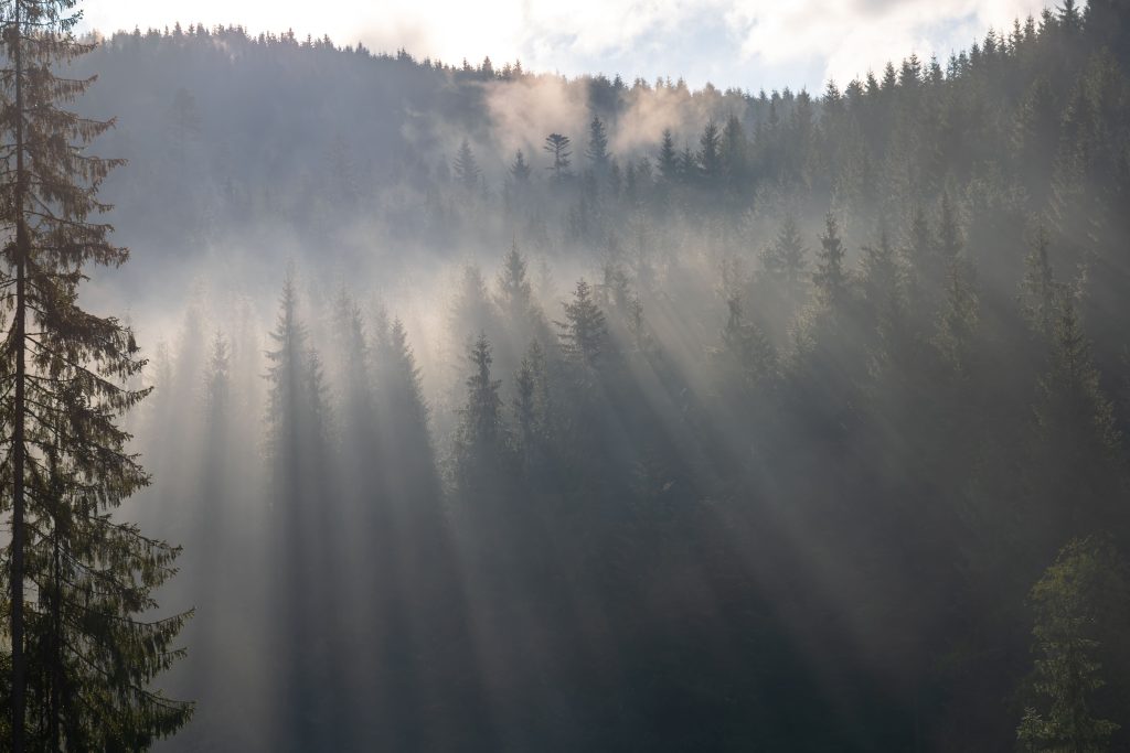 morning sun misty mountain forest fog light firs (1)